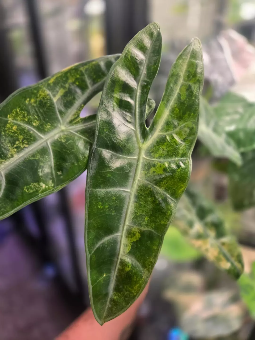 *GC* CORM Thai Lucifer aurea thumbnail