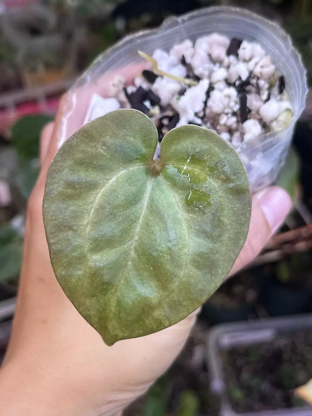 Anthurium Lynette division thumbnail