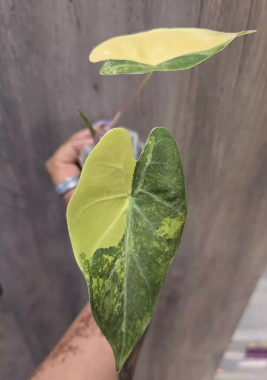 0285 alocasia calidora x pink dragon thumbnail