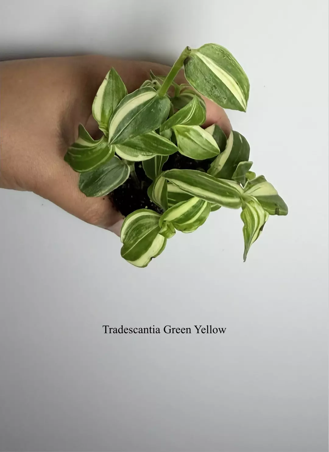 Tradescantia Green Yellow thumbnail