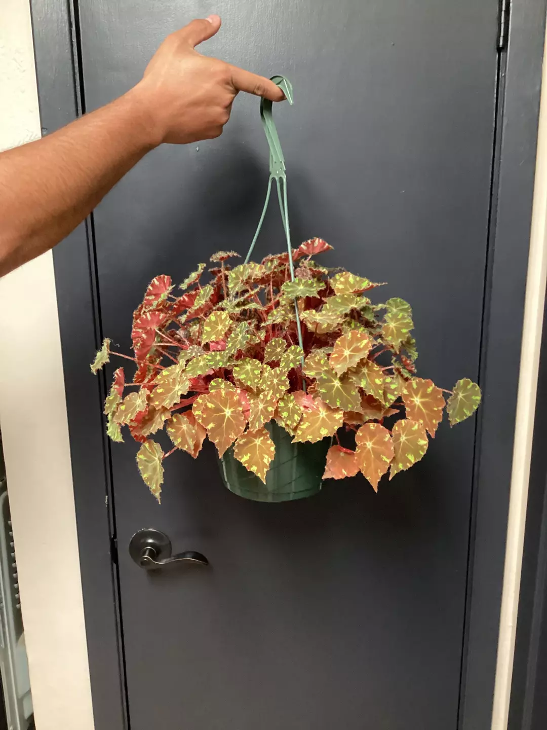 Large Kit Kat begonia basket  thumbnail