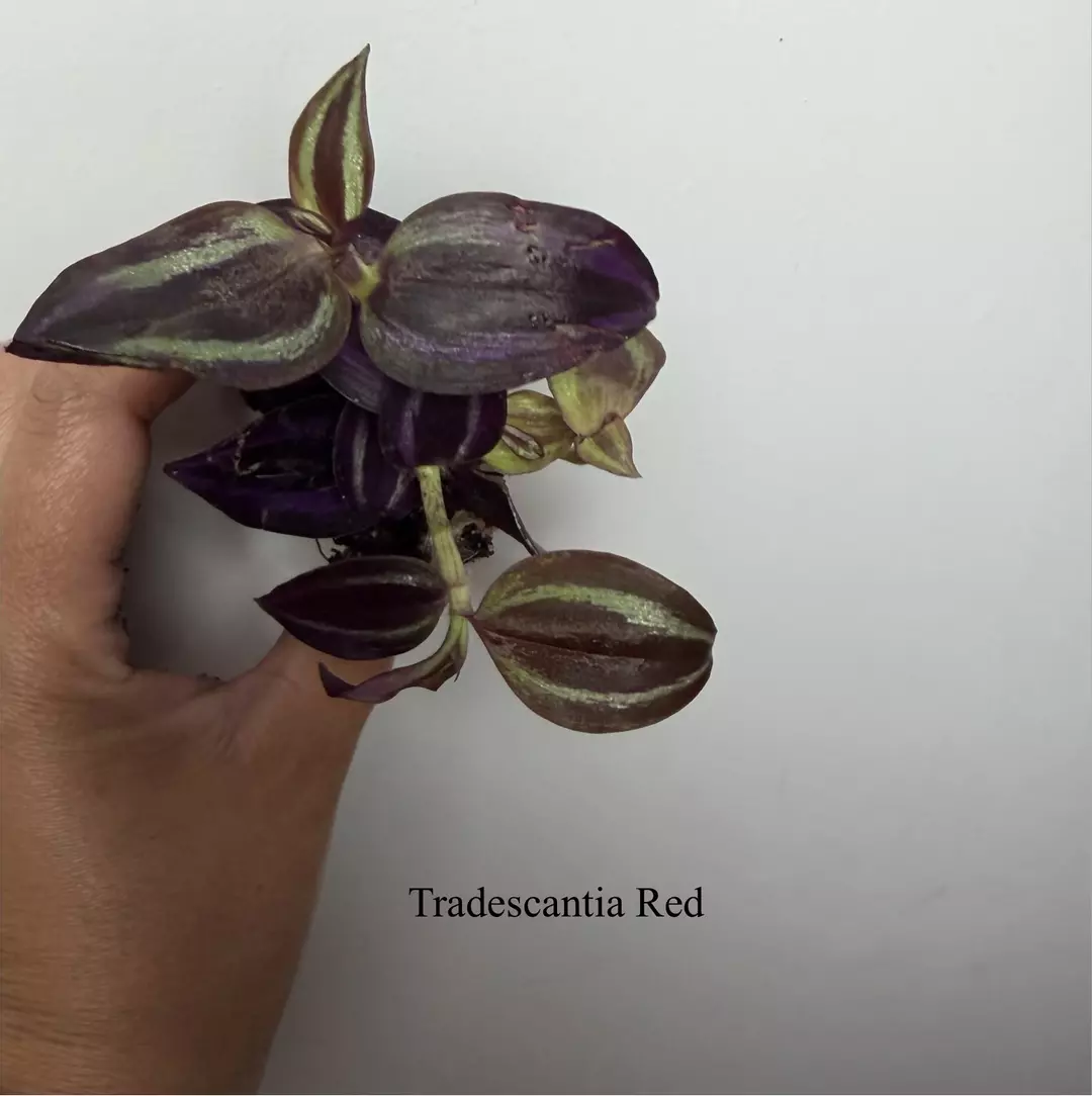 Tradescantia Red thumbnail