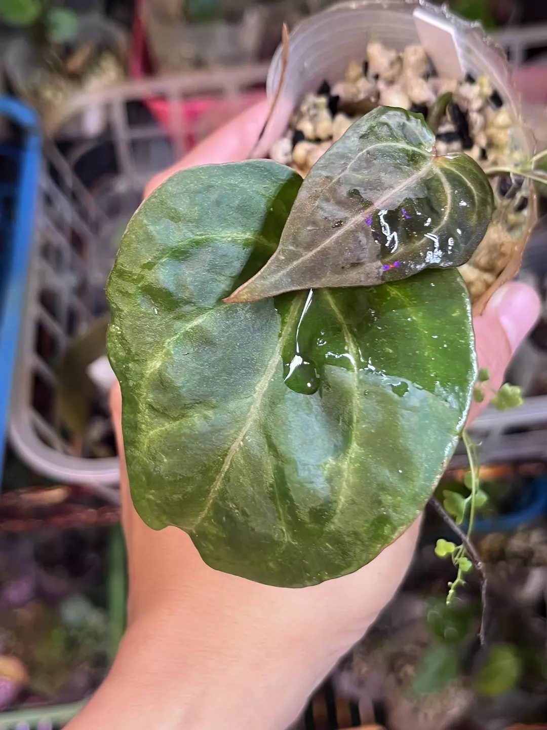 Anthurium  Black Widow x Michelle division thumbnail