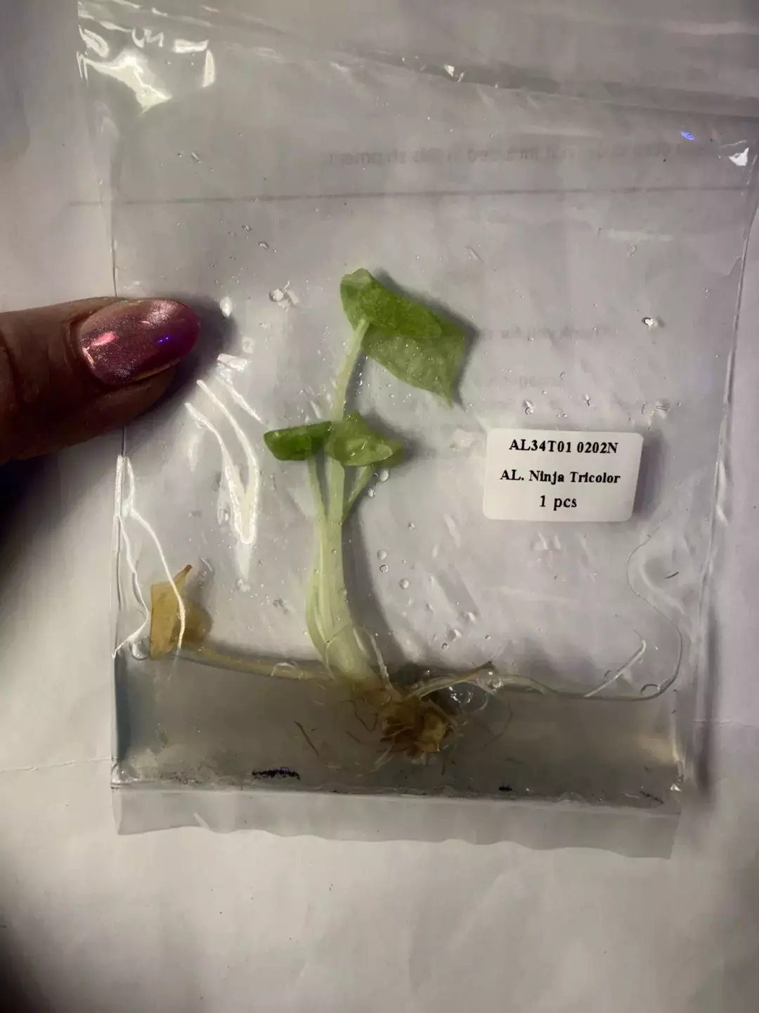 Ninja tricolor tc thumbnail