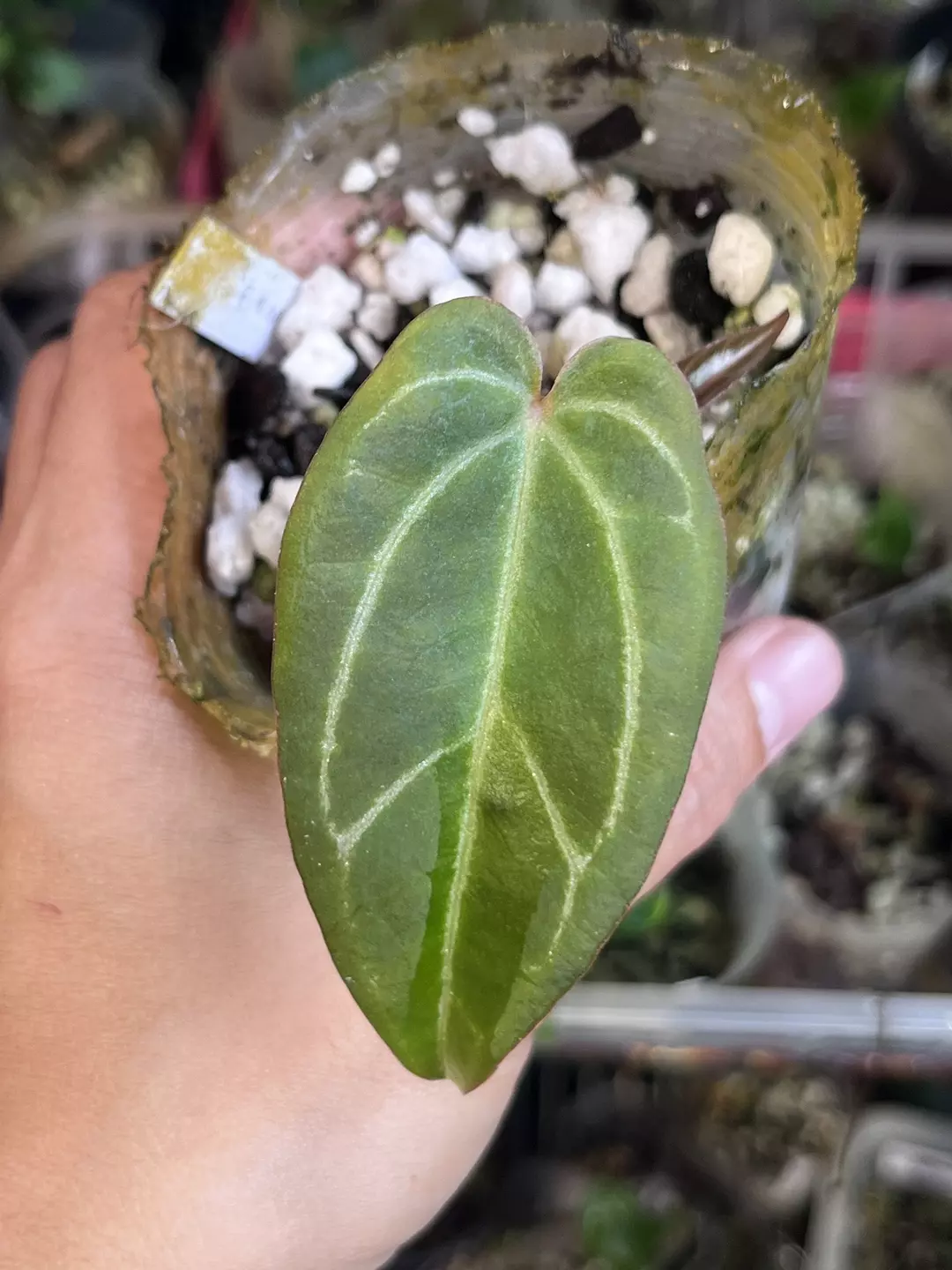 Anthurium Black Widow x Michelle division thumbnail