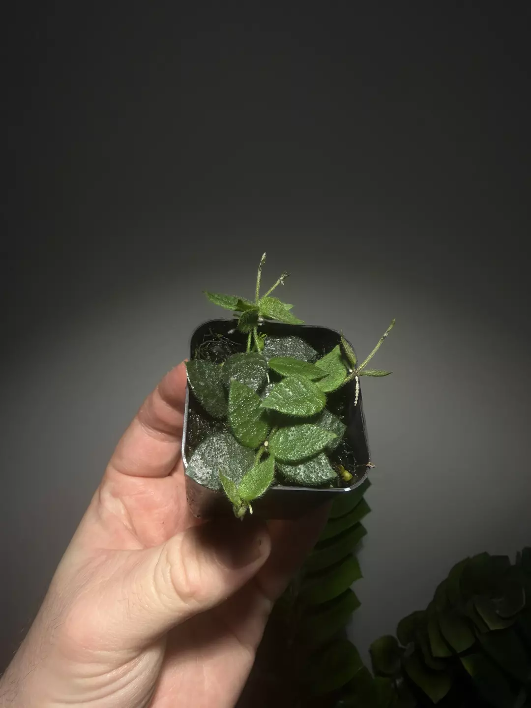 Dischidia hirsuta “Red Leaf” thumbnail