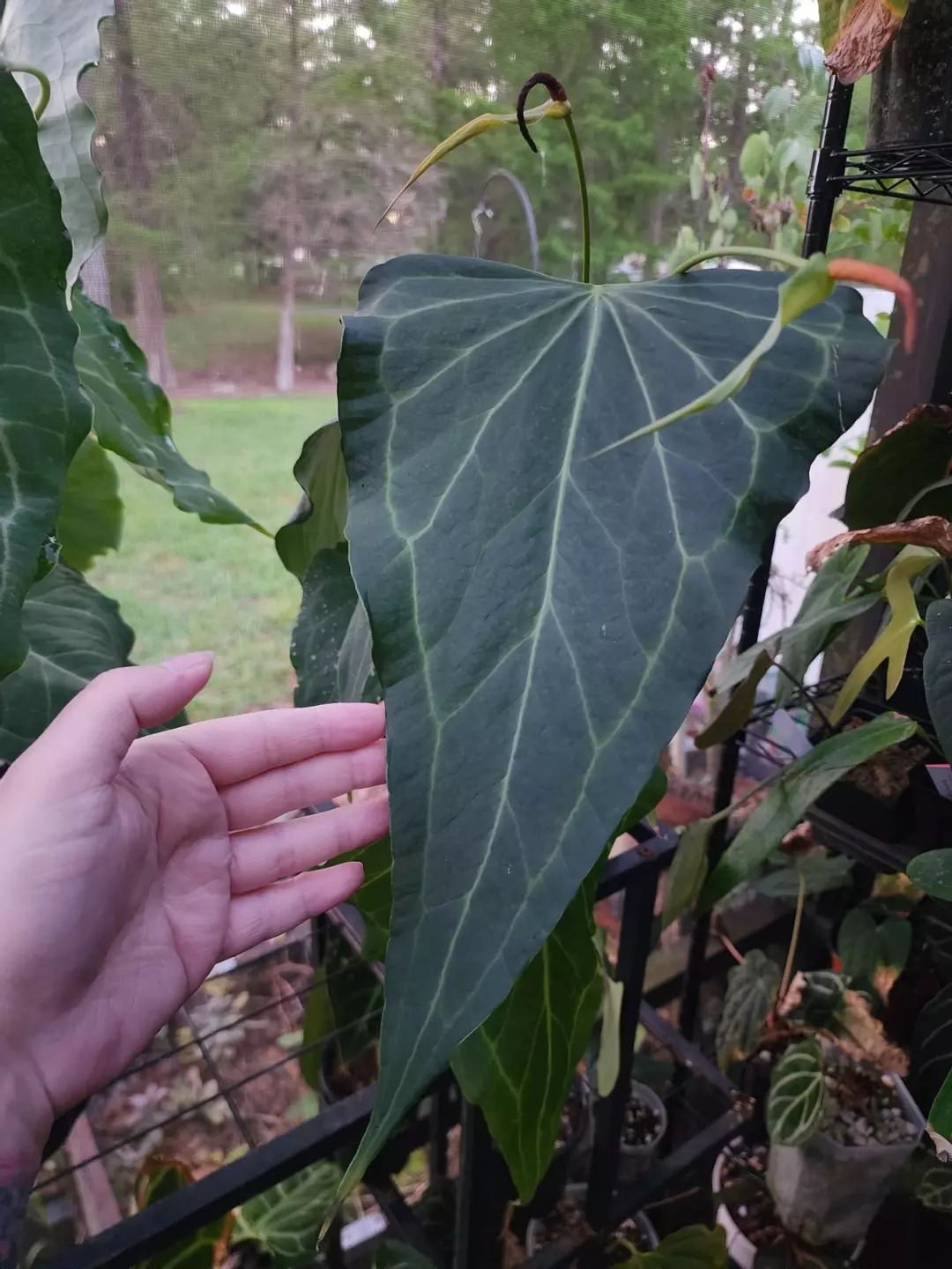 DELTA FORCE massive mother clone thumbnail