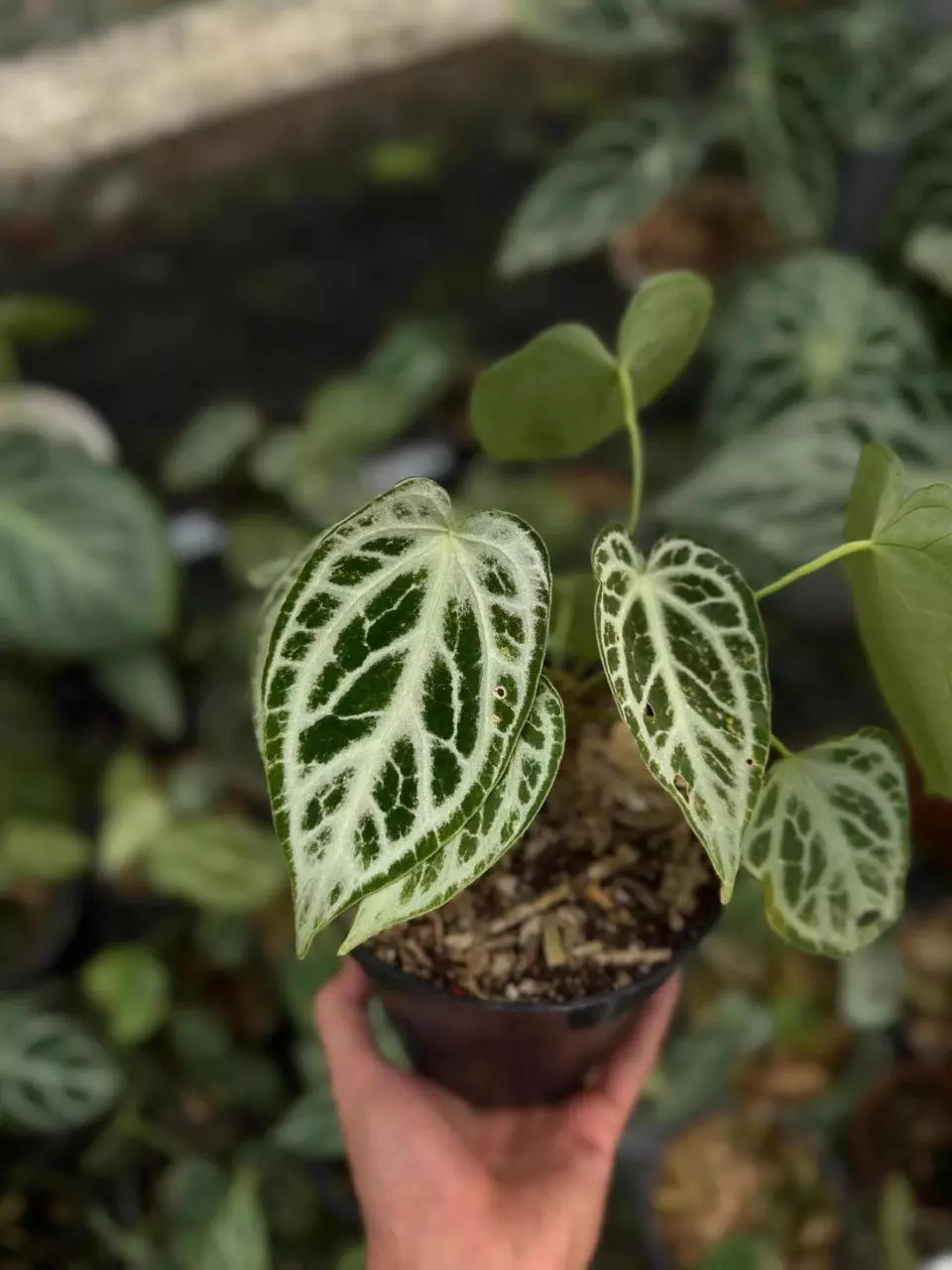 SILVER QUEEN 👸 Presale thumbnail