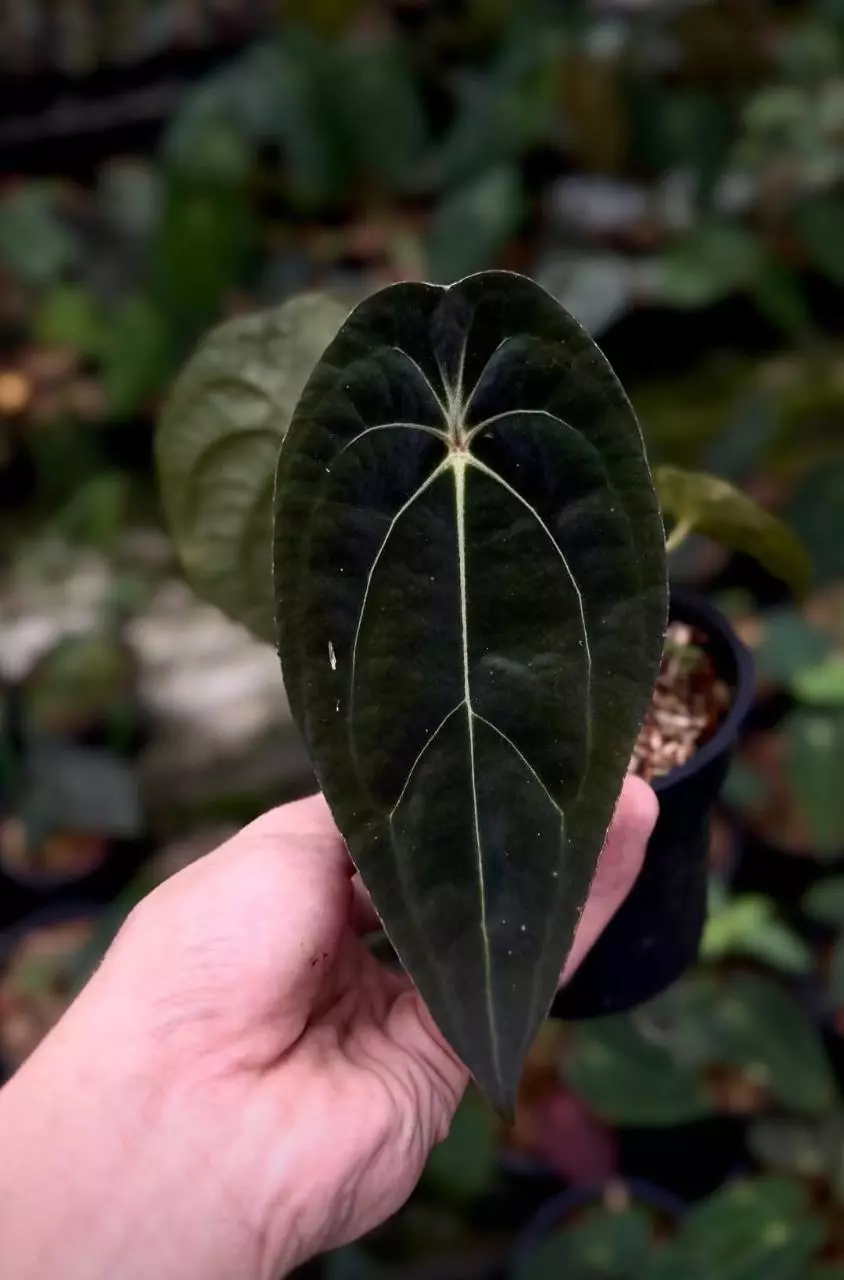 Black Yellow Spider 🕷 Presale thumbnail