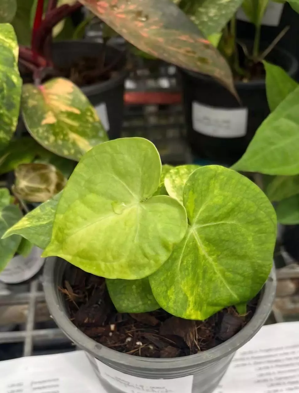 Variegated Clari hybrid -Presale thumbnail