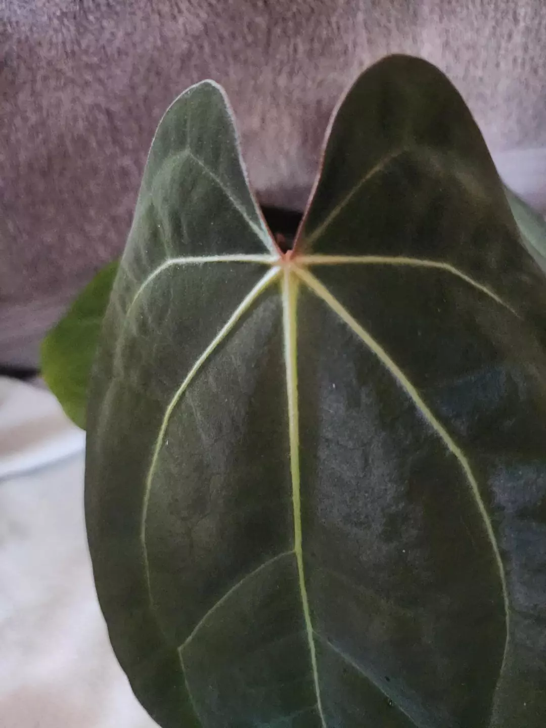 RG Dress x Carla Amanda -cataphyll near flowering thumbnail