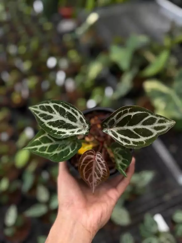 MYSTIQUE A88 s1 Presale thumbnail