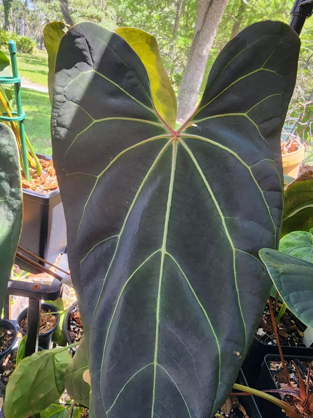 X-Ray JV clone- fully rooted 6-7 nodes and at least 1 active GP thumbnail