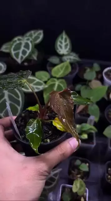 Select Carla x Pap-Port dark frilly dagger PRESALE thumbnail