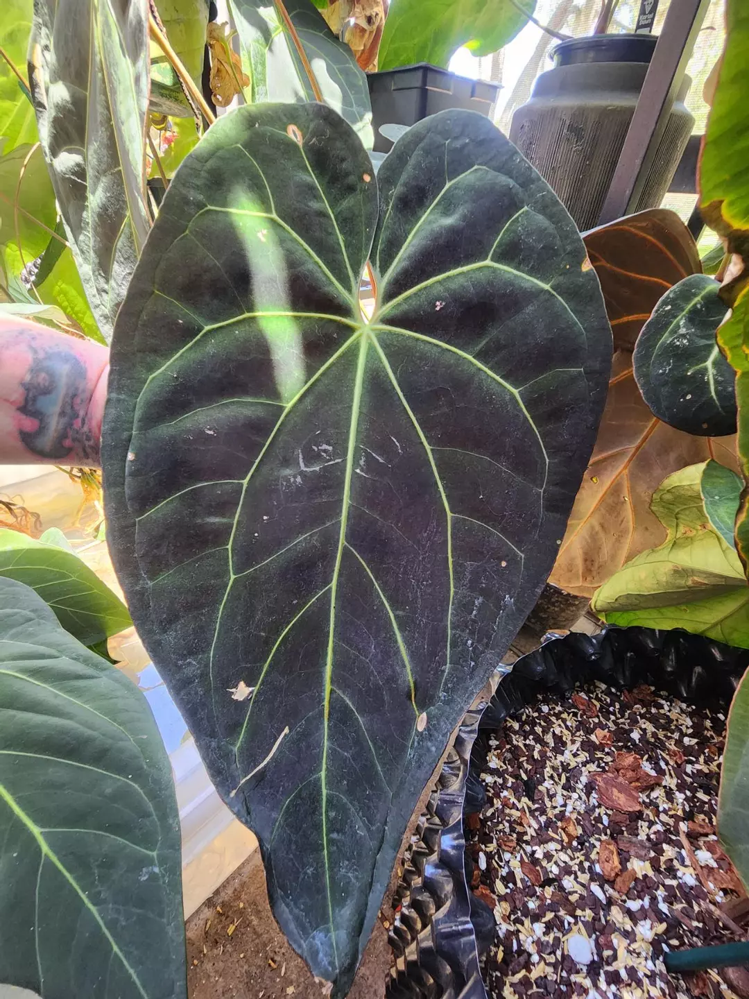 X-Ray JV clone large cut many active GP thumbnail