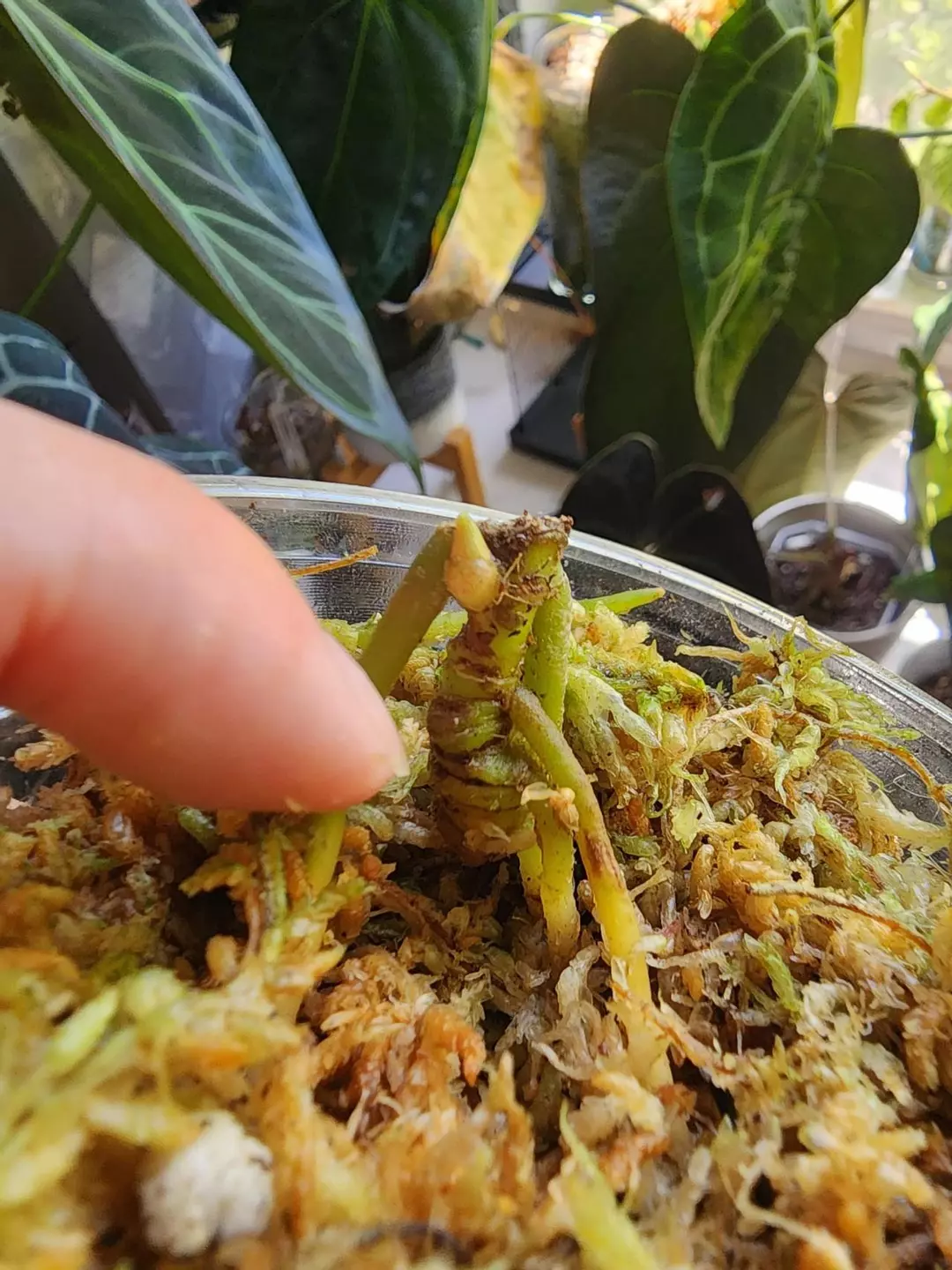 Yetlense RA9 clone cut with active growth point thumbnail