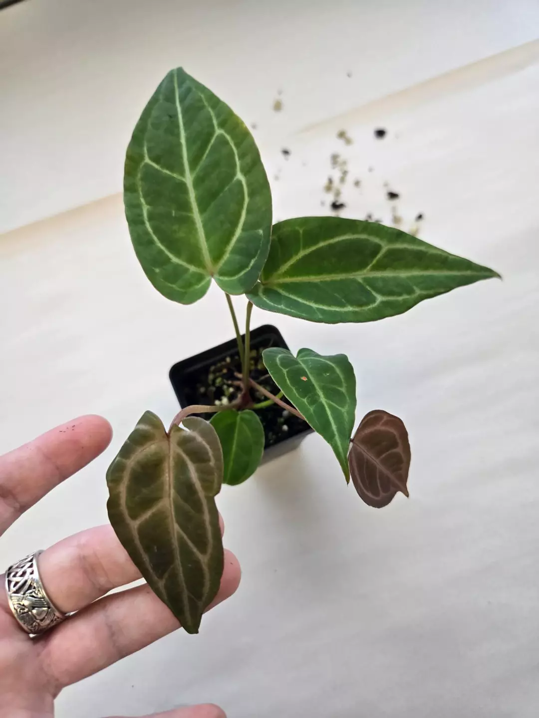 TP104 Swampmannii Long x (Rotundatum X/ Doc Block Purple F2) Purple emergents. 2 plants thumbnail