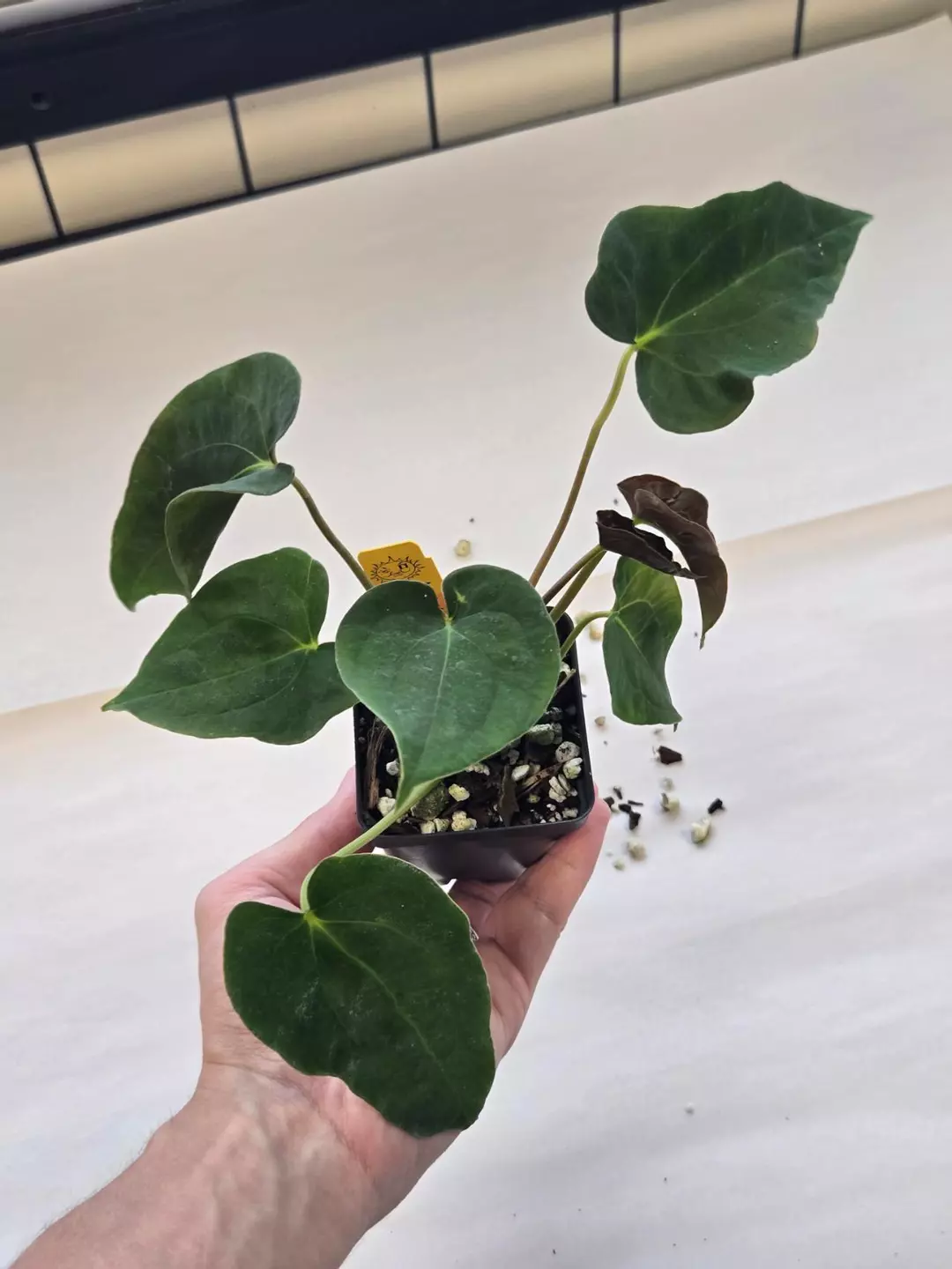 TP105 Papillaminum Nice Pap #100 x Papillaminum puffy. 3+ heads thumbnail