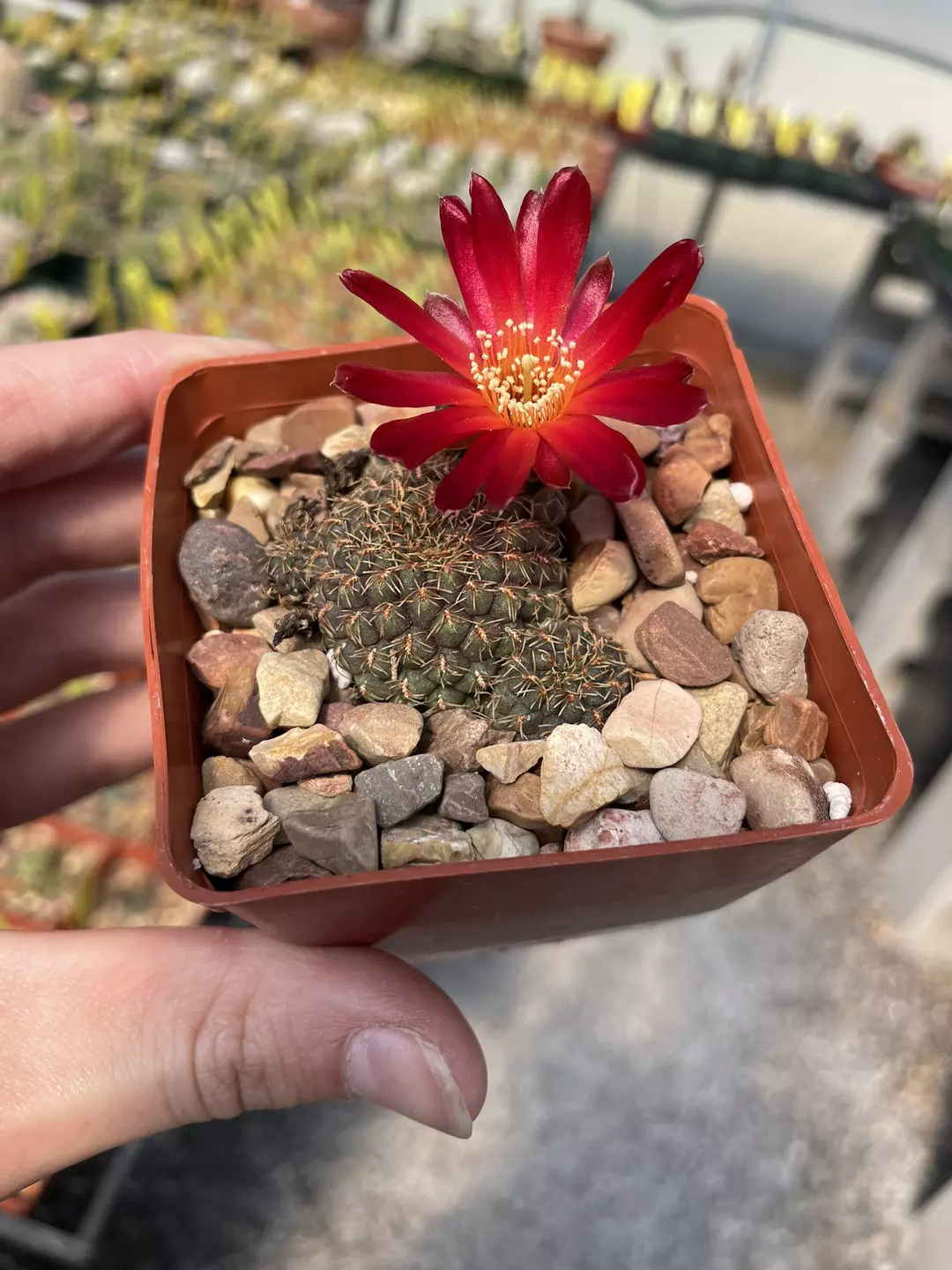 Sulcorebutia canguieralii thumbnail