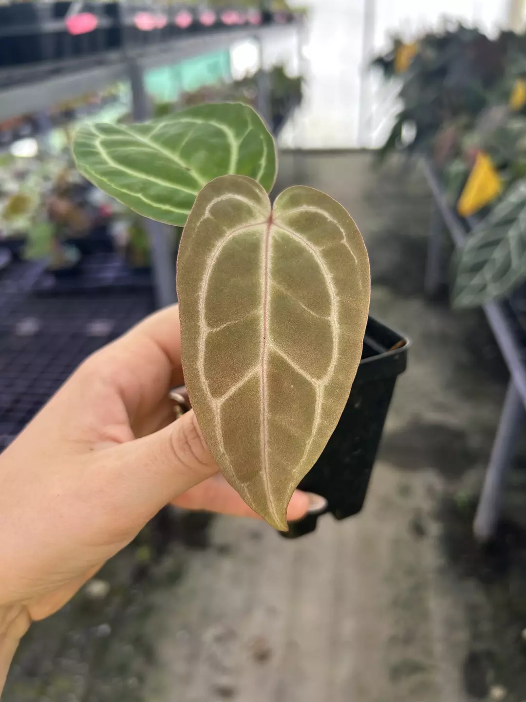 P878 ‘Swampmannii Long’ x (‘Rotundatum X’/‘Doc Block Purple F2’). Purple veined crystal emergent thumbnail