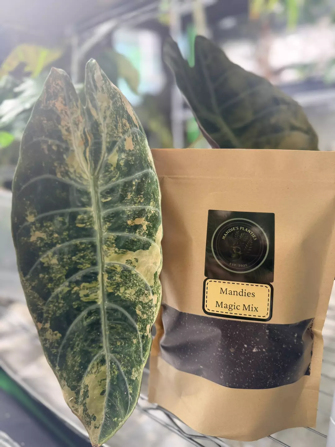Mandies Magic Mix thumbnail
