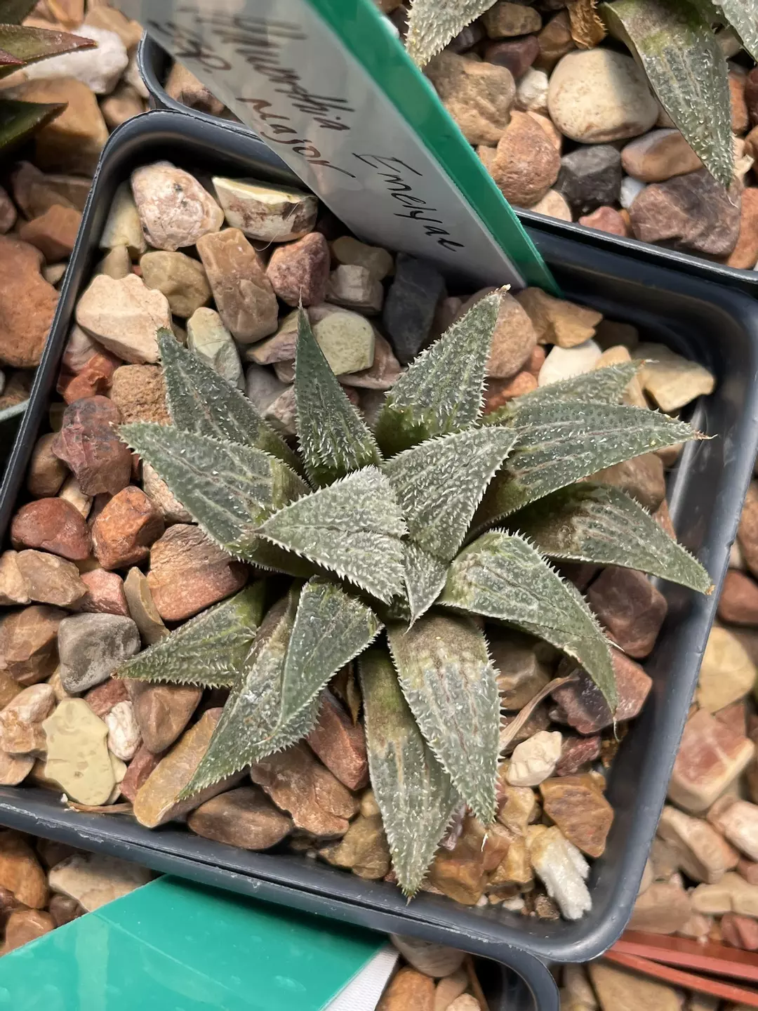 Haworthia emelyae ssp major thumbnail