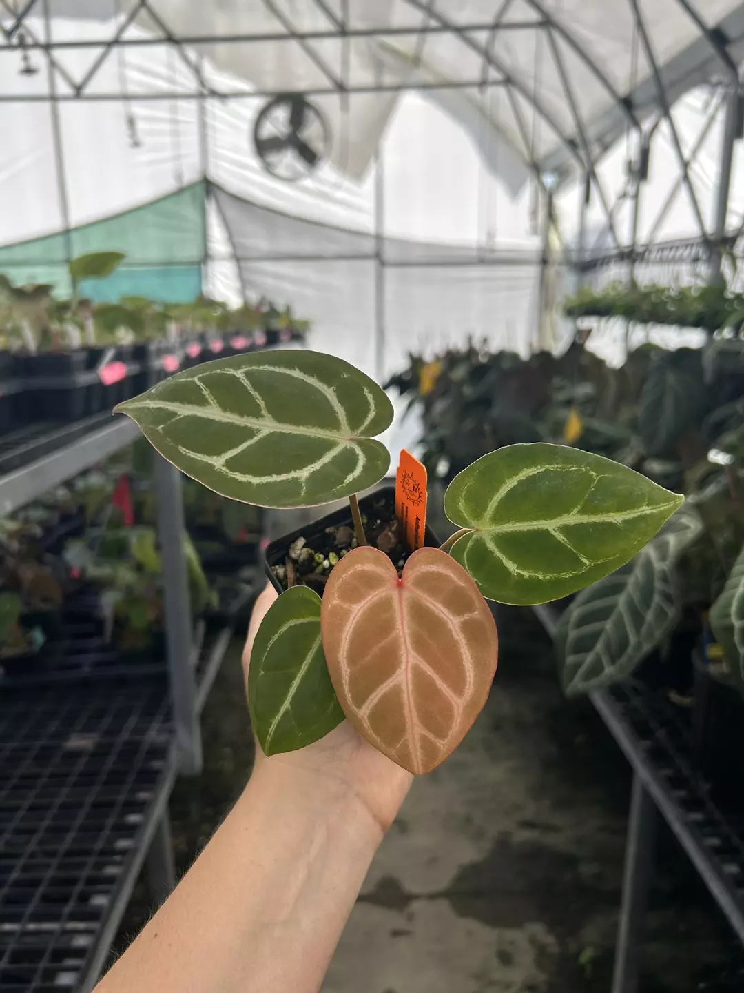 P871 Anthurium Doriyaki x (‘SKG Red Crystal’/Mag). Rose gold emergent thumbnail