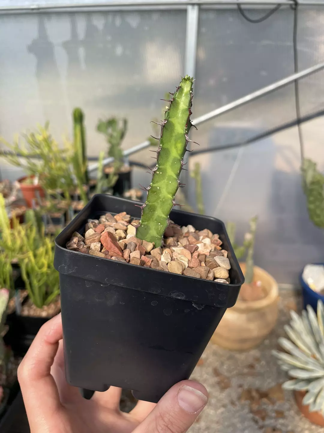 Euphorbia boranensis thumbnail