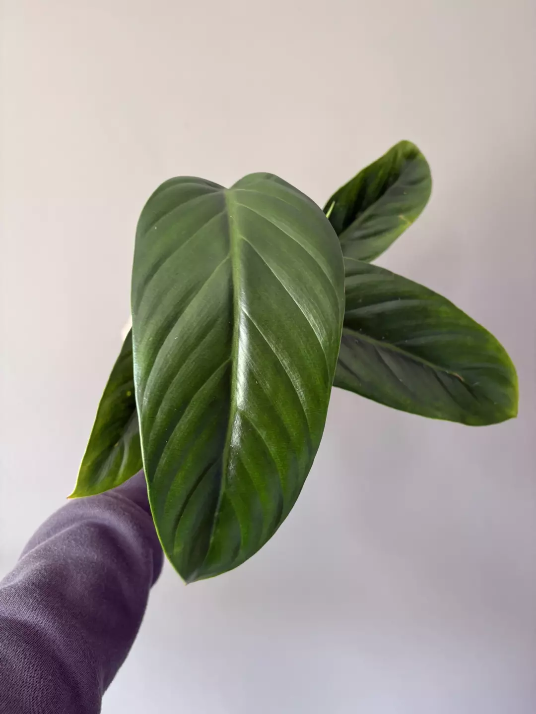Philodendron asplundii x spiritus Sancti thumbnail