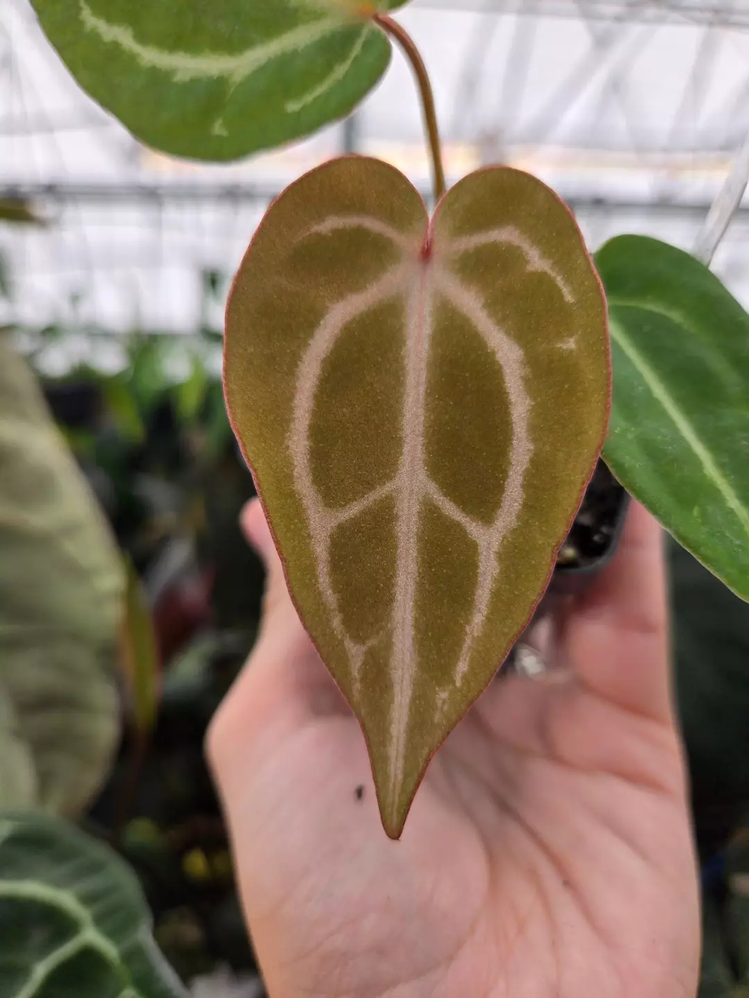 P870 Doc Block Purple F2 x SKG Grey. Lavender emergent. thumbnail