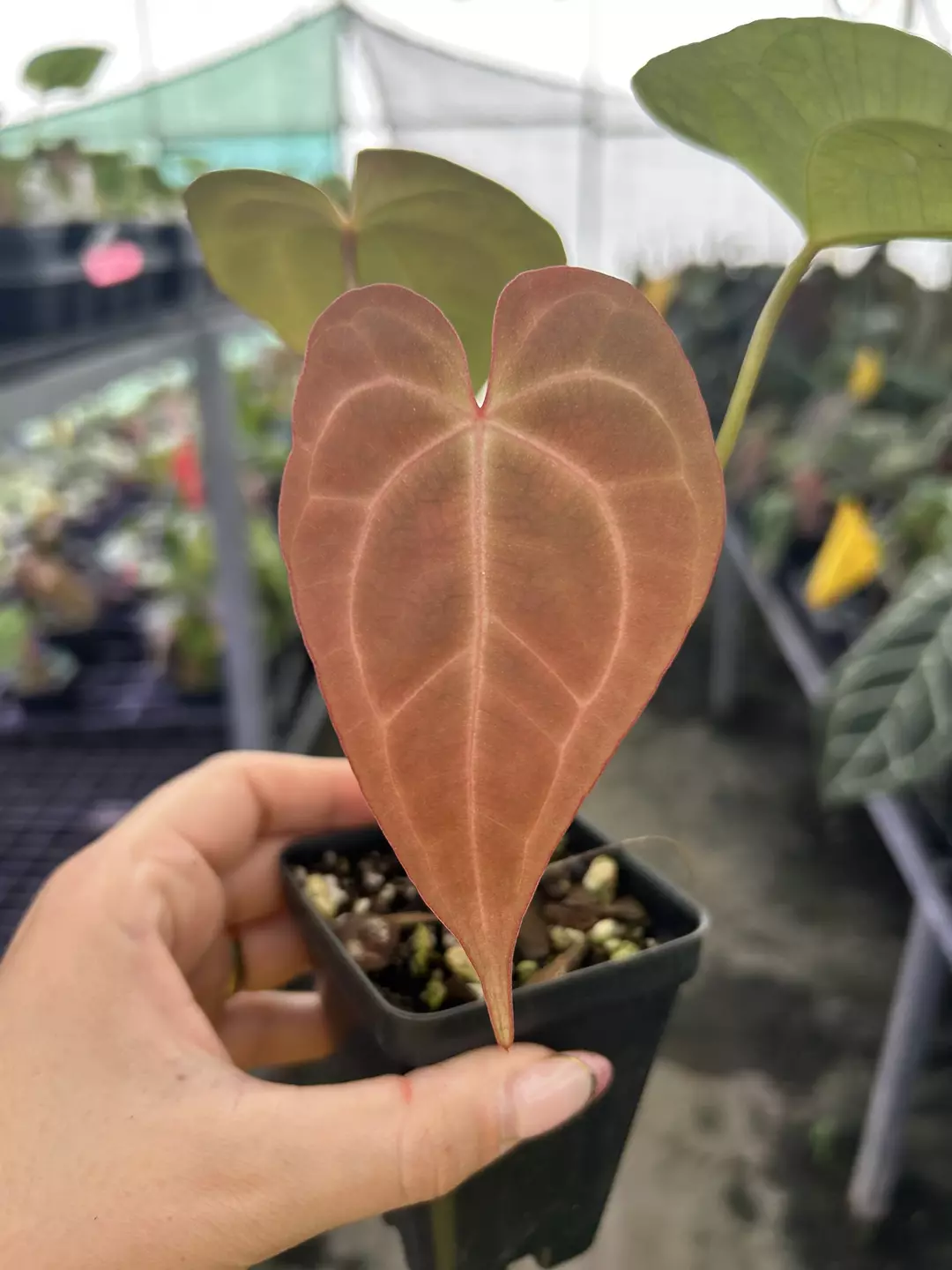 P877 Anthurium ‘Swampmannii #3’ x (‘Rotundatum X’/‘Doc Block Purple’ F2) Burnt orange emergent 🧡 thumbnail