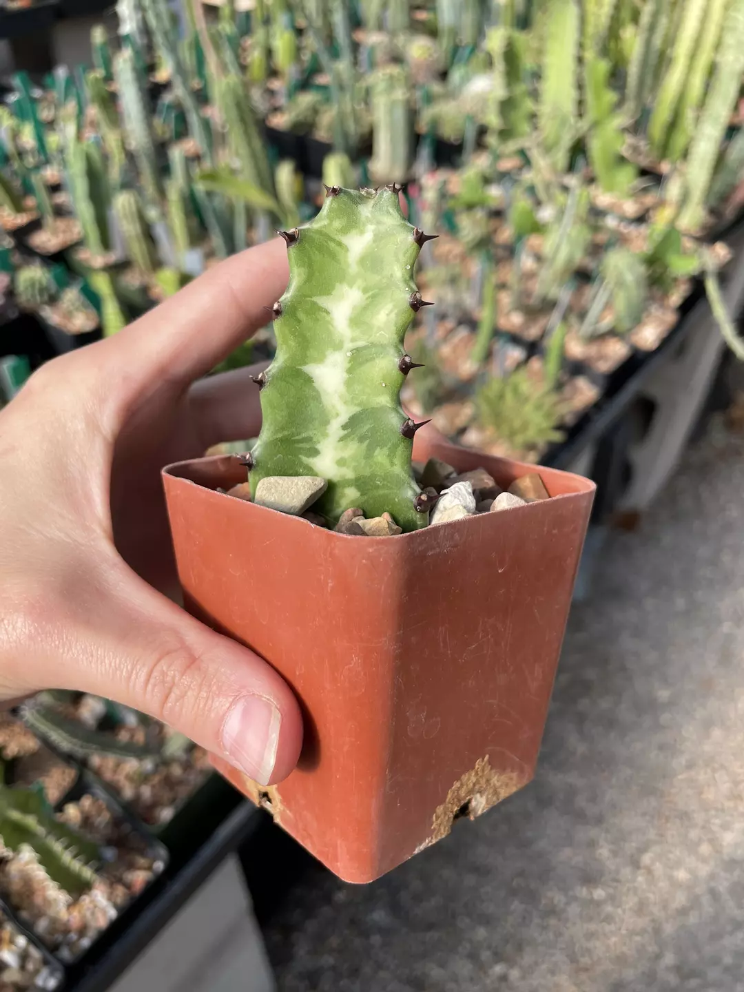 Euphorbia antiquorum, HBG Form thumbnail