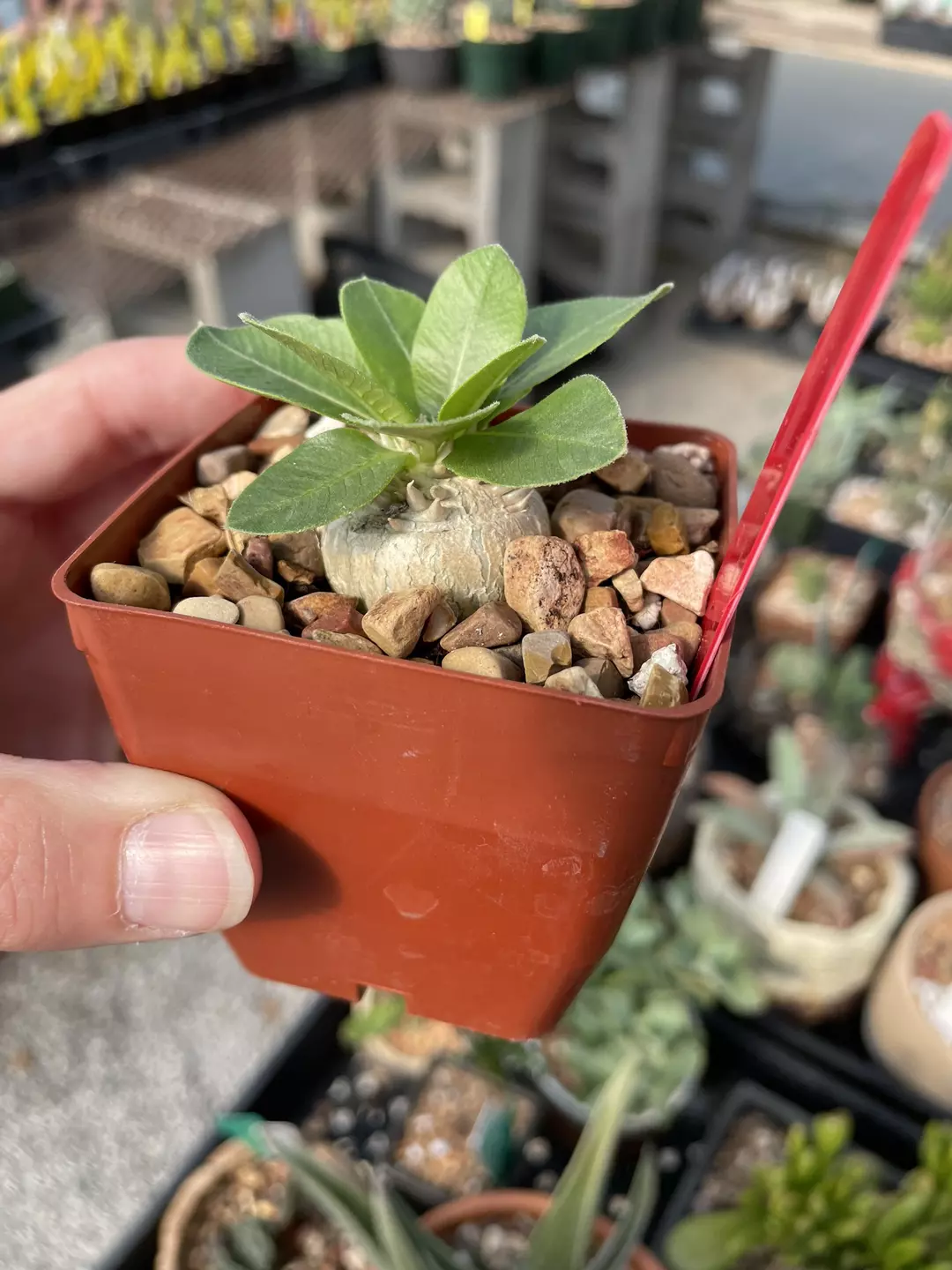 Pachypodium brevicaule  thumbnail