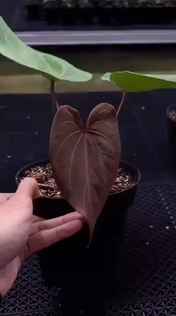 BOUGIE🔥Ferrari x Red Spider - Presale Super bougie find thumbnail