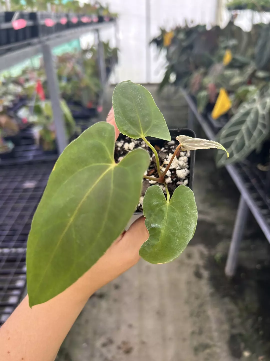 P875 Anthurium Ree Gardens Papillilaminum x very special pap. Darkened, shiny, dagger emergent. thumbnail