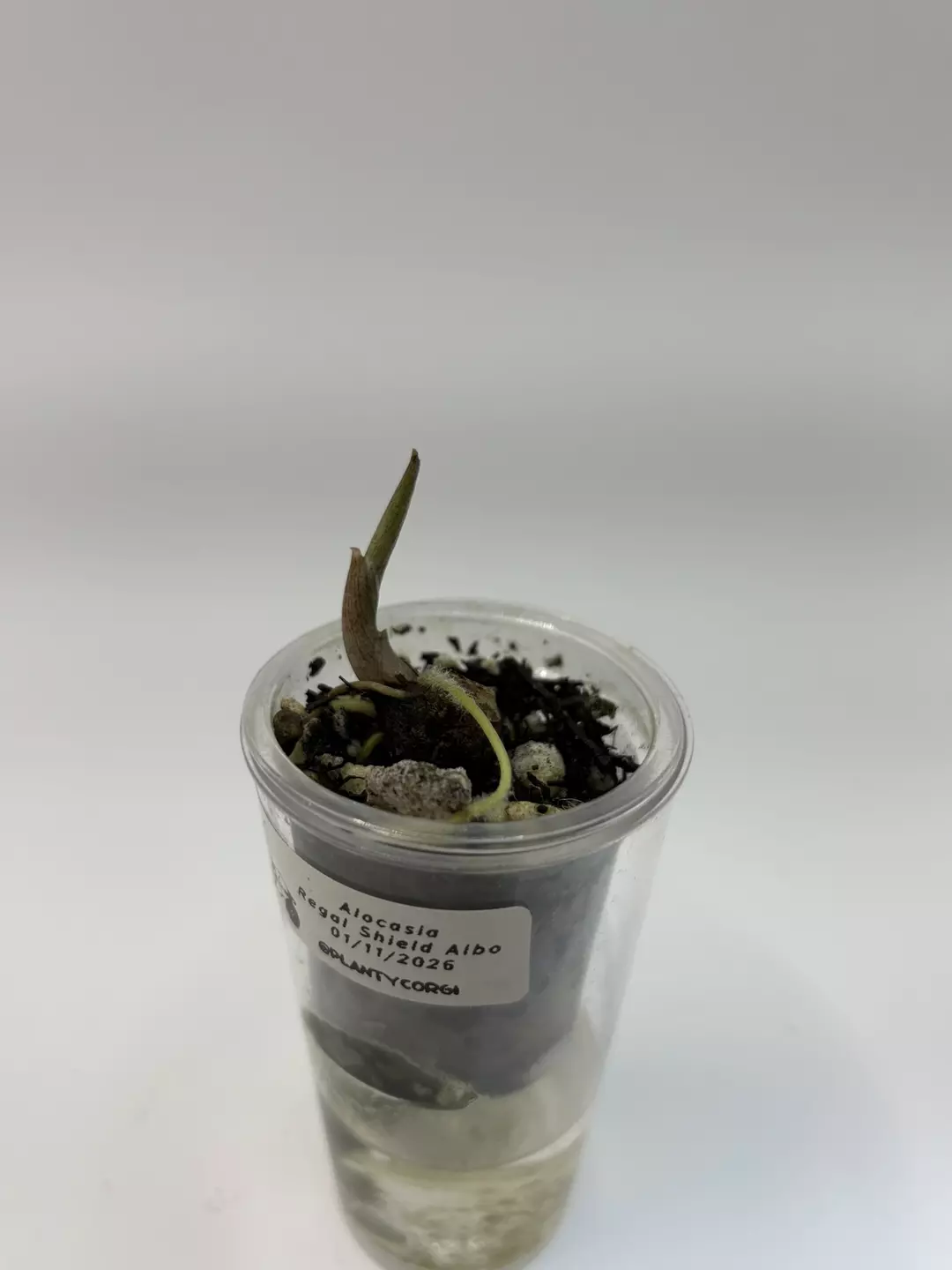 Alocasia Regal Sheild Albo corm rooted and sprouted thumbnail