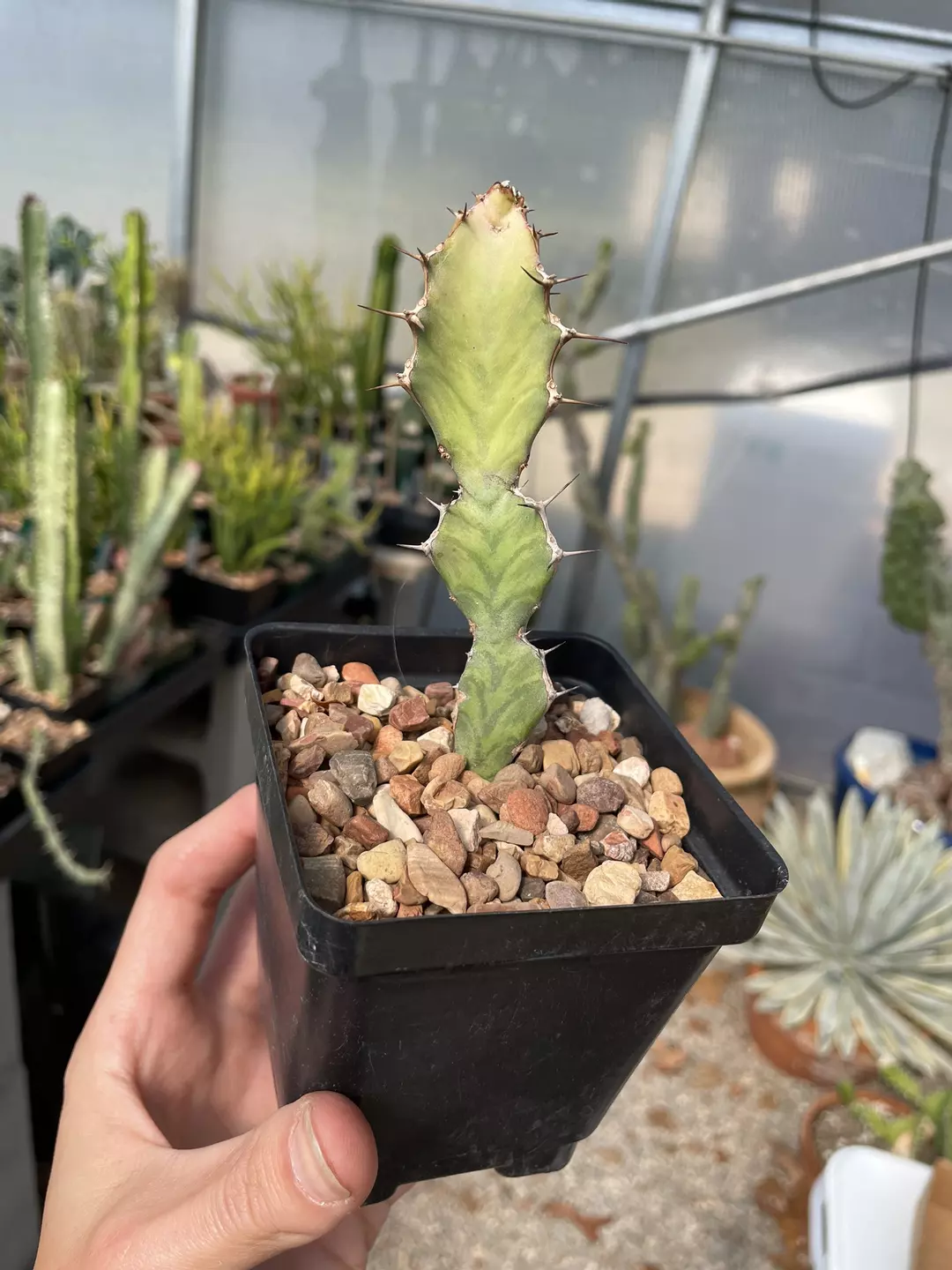 Euphorbia buruana  thumbnail