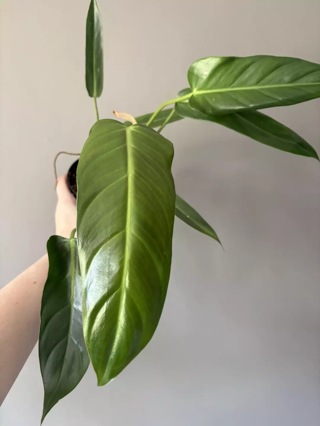 Philodendron Bernardapazzi thumbnail