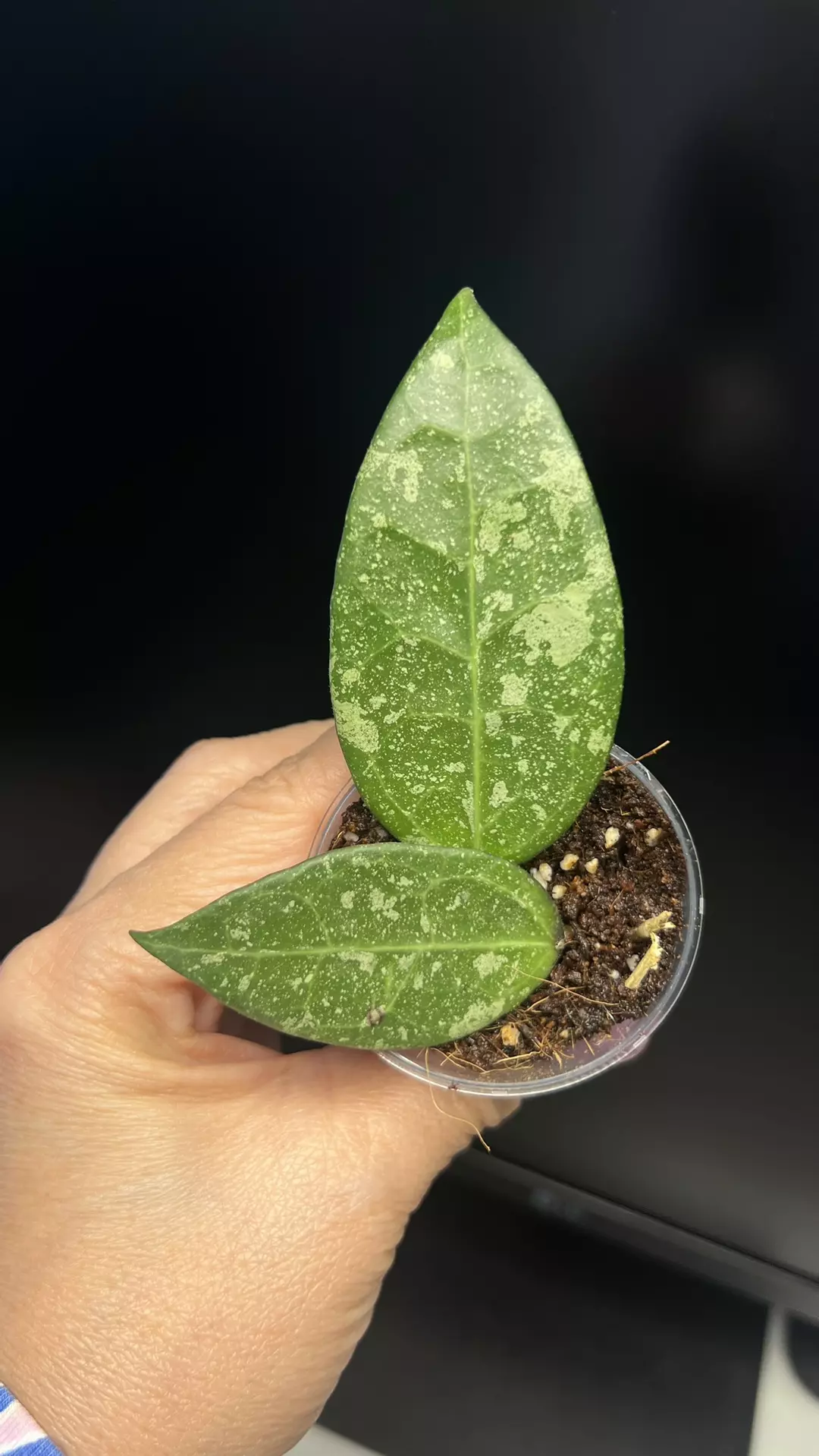 Hoya PMP 171 Fresh cut thumbnail