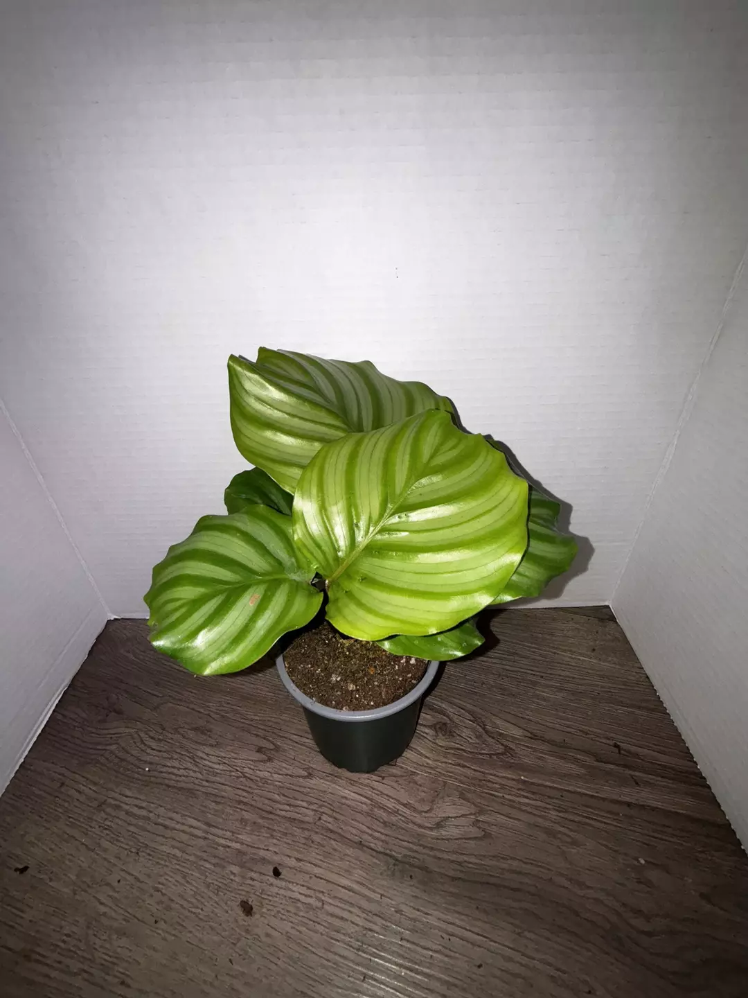 4" Calathea Orbafolia thumbnail