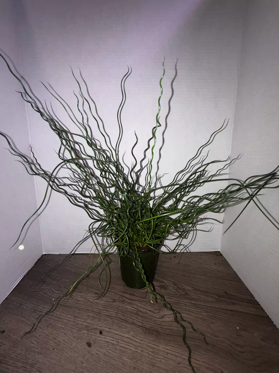 4" Corkscrew Rush Spiralis  thumbnail