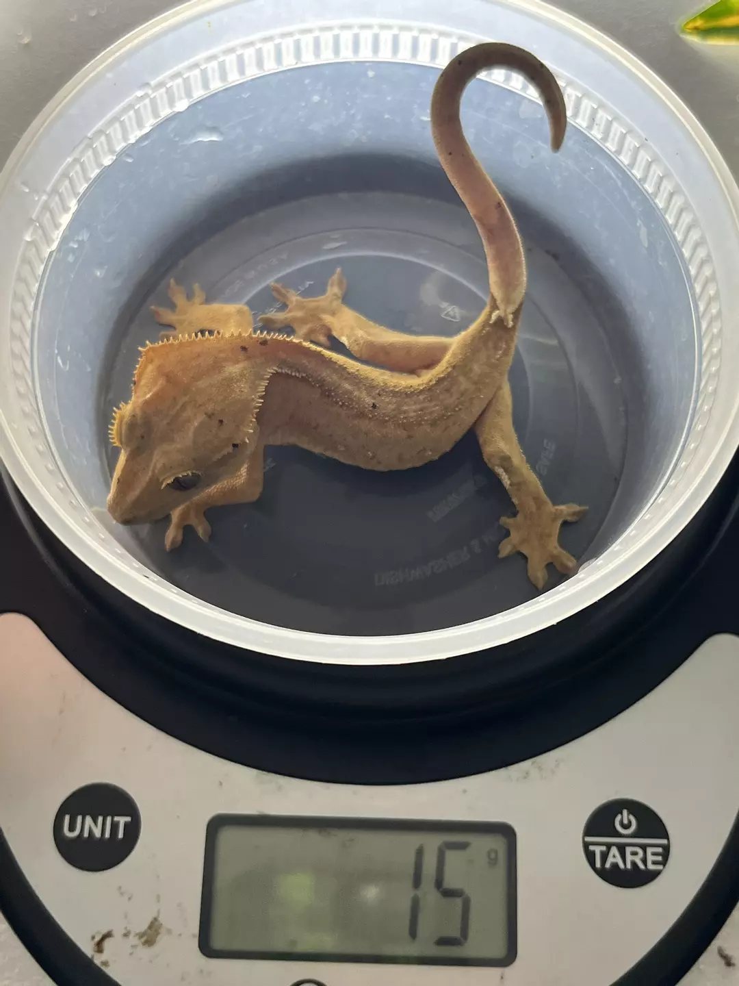 15 gram un sexed crested gecko thumbnail