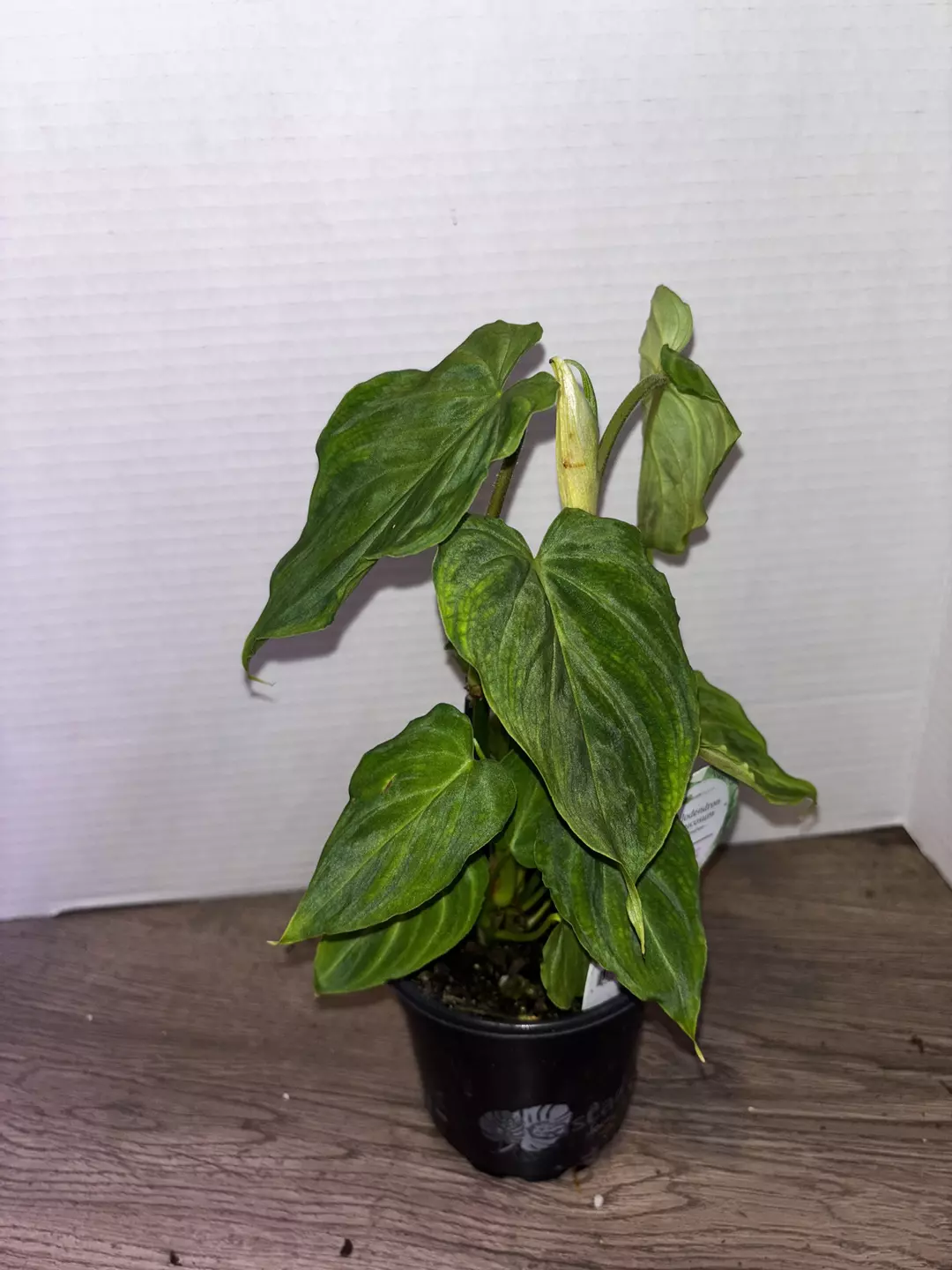 4" Philodendron Verrucosum  thumbnail