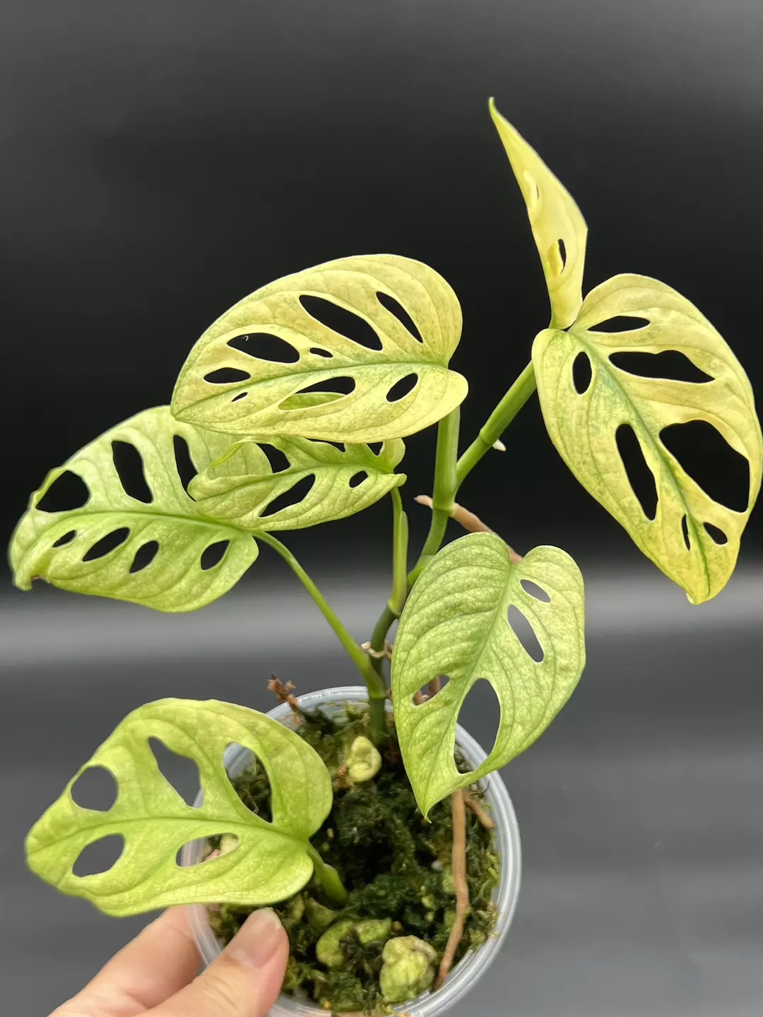 Monstera Adansonii mint thumbnail