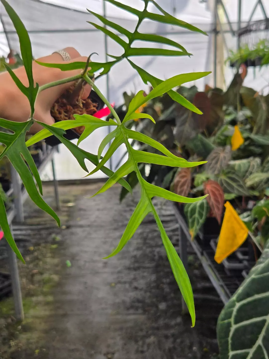 P885 Philodendron polypodioides thumbnail