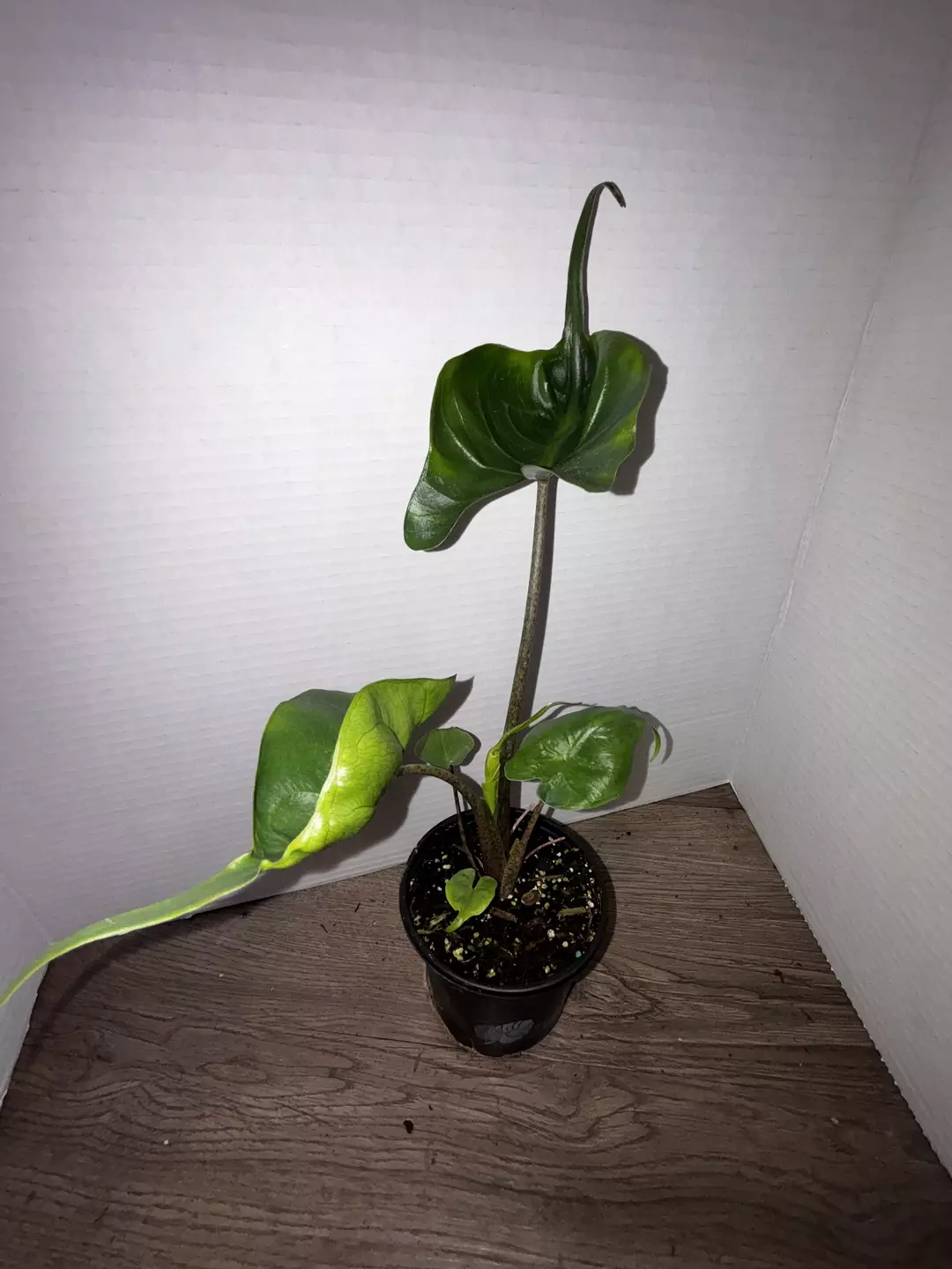 4" Alocasia Stingray thumbnail