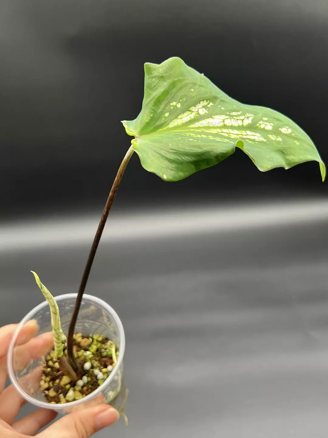 Caladium Thai beauty thumbnail