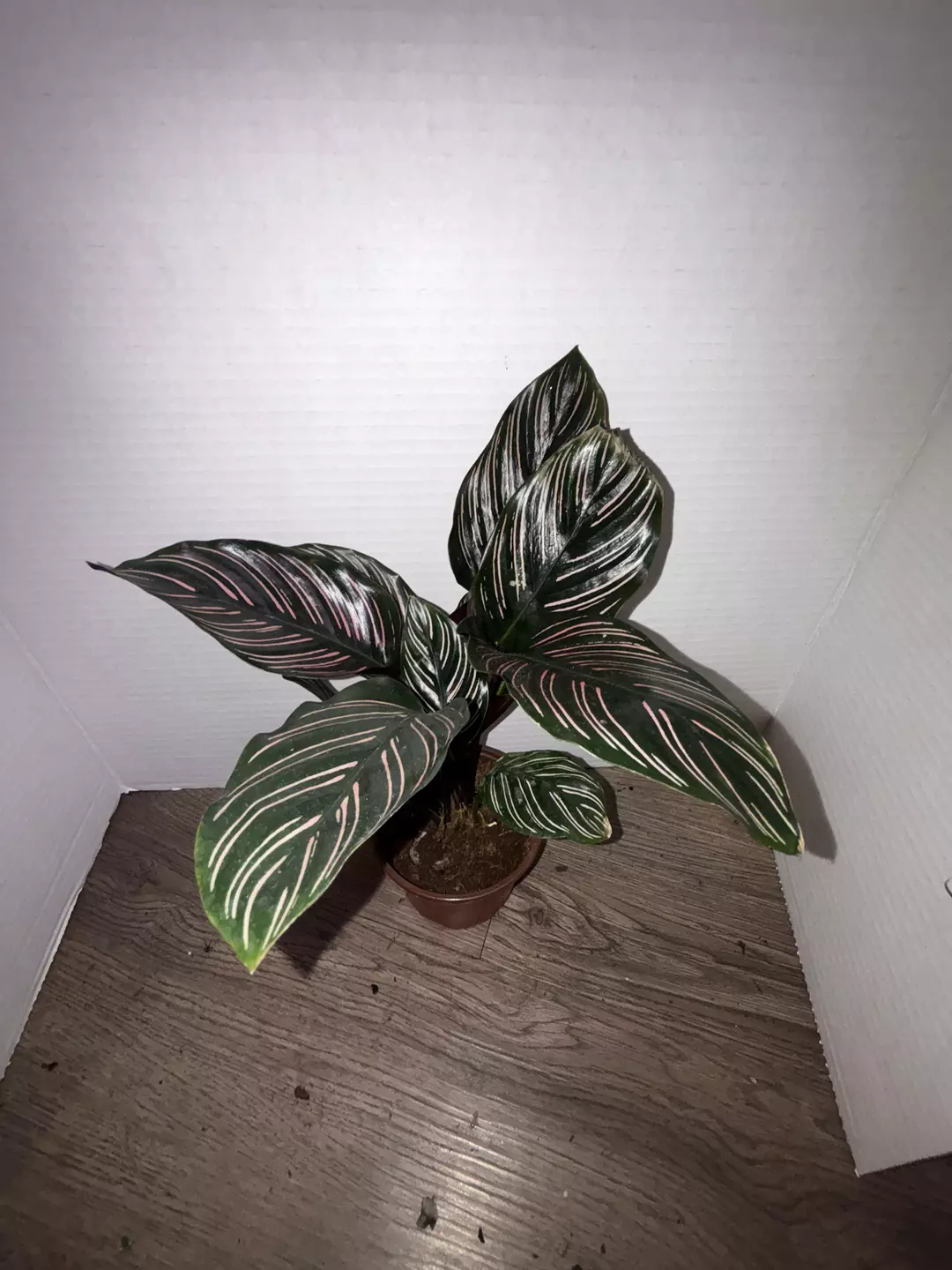 4" Calathea Ornata thumbnail