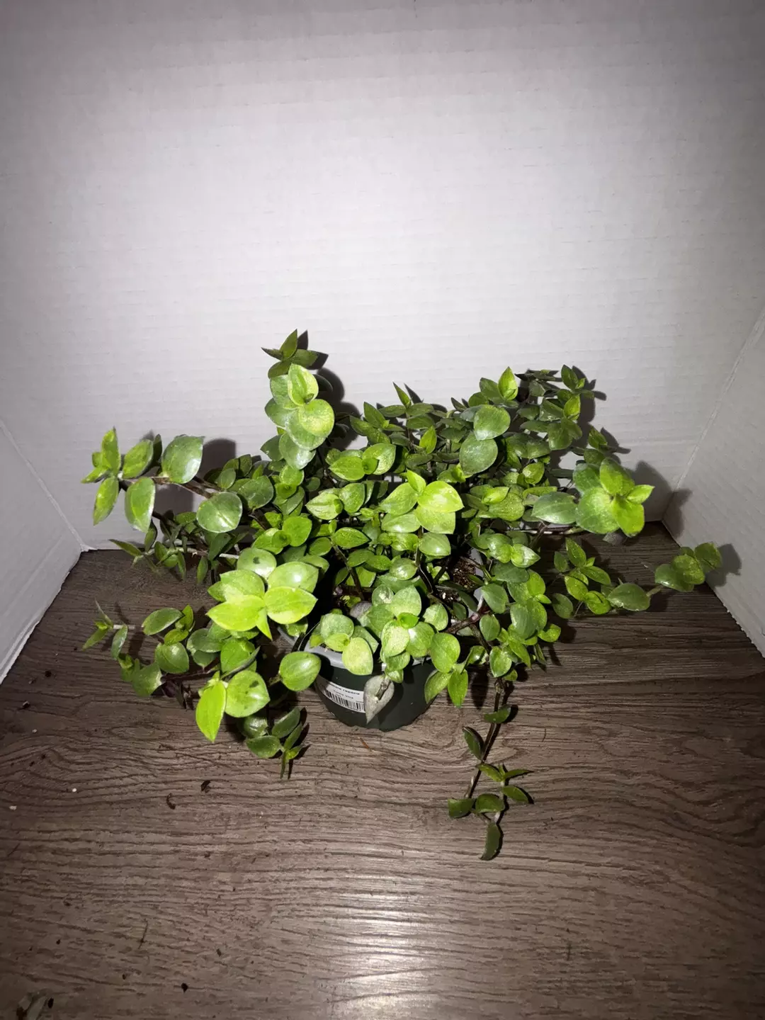 4" Callisia Repens Turtle Vine thumbnail