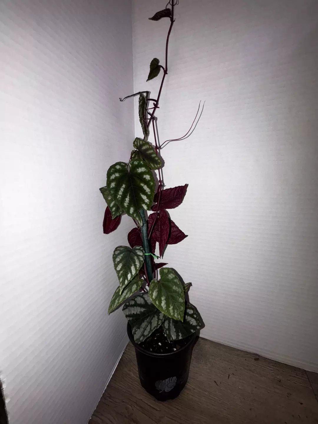 4" Cissus Javana [begonia Rex vine] thumbnail